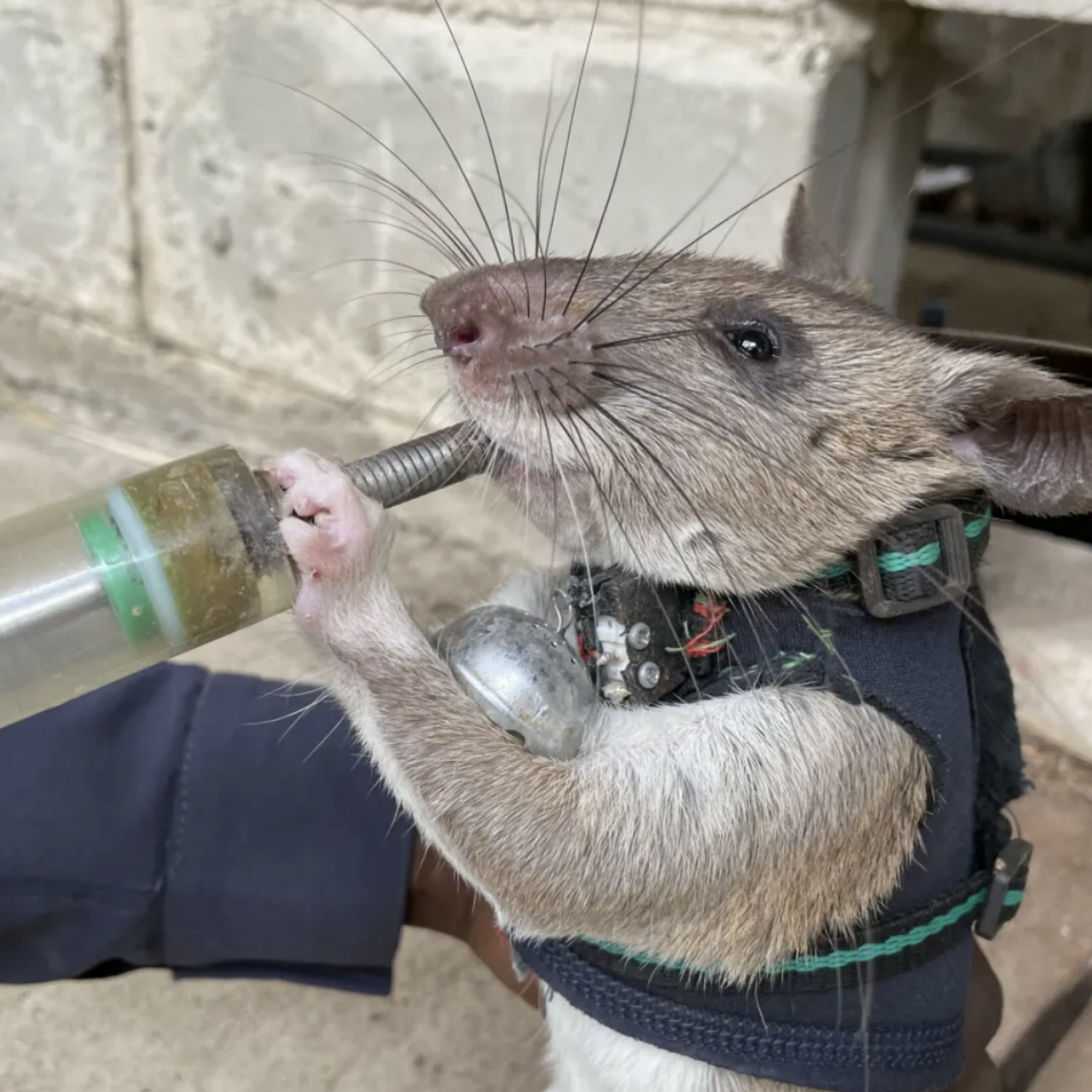 Hero Rats Are Being Trained to Rescue Earthquake Survivors